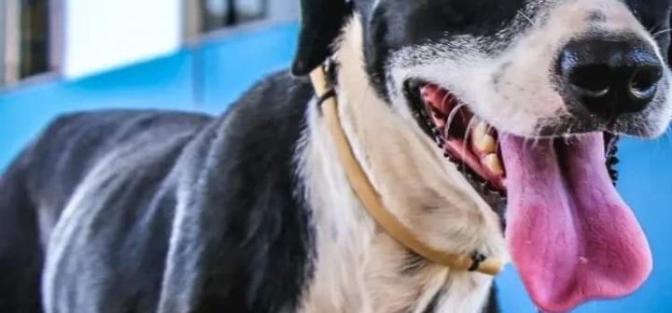 Centro Integrado de Bem-estar Animal de Rondonópolis Osvaldo Pereira Beltramini tem cães e gatos para adoção