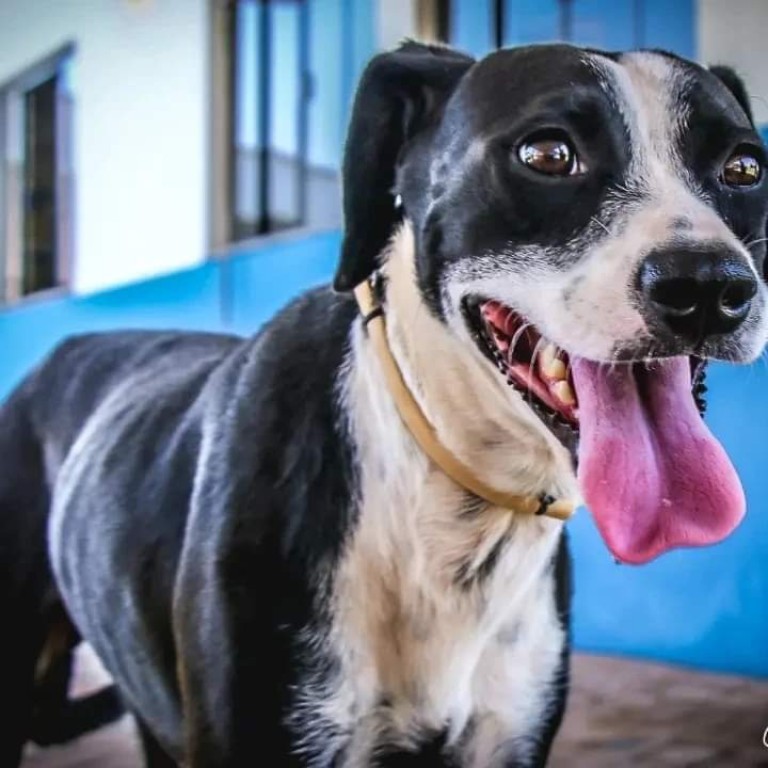 Centro Integrado de Bem-estar Animal de Rondonópolis Osvaldo Pereira Beltramini tem cães e gatos para adoção