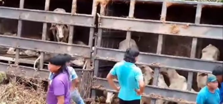 Índios saqueiam carne e animais vivos de carreta que tombou em MT