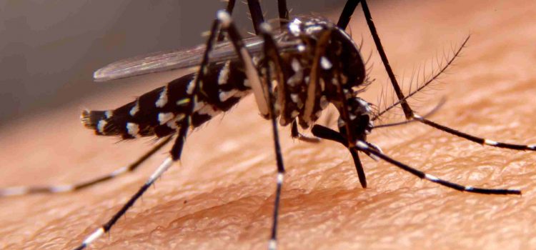 MT registra mais de 4 mil casos de dengue em 11 dias