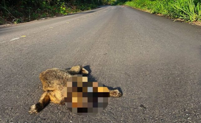 Atropelamentos de macacos expõem falhas ambientais na “Rodovia do Peixe”; imagens fortes