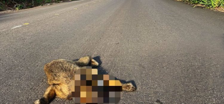 Atropelamentos de macacos expõem falhas ambientais na “Rodovia do Peixe”; imagens fortes
