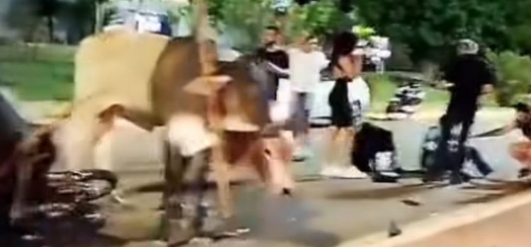 Motociclista fica ferido após boiada invadir a Avenida dos Estudantes em Rondonópolis; vídeo