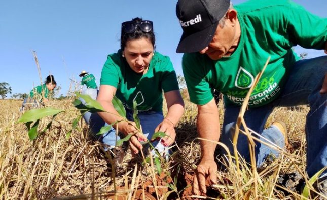 NA COP 30: Sicredi apresenta ações para mulheres empreendedoras, transição energética no campo e outras iniciativas ligadas à sustentabilidade