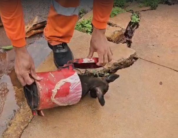Garis salvam cachorro que quase acabou moído no caminhão de lixo em Rondonópolis; vídeo