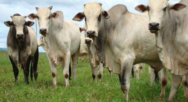 Preço da arroba brasileira pode chegar a US$ 75 no exterior