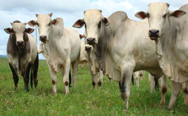 Preço da arroba brasileira pode chegar a US$ 75 no exterior