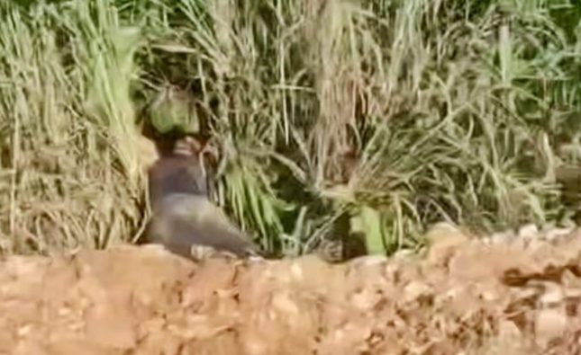 Vídeo mostra homem encontrado morto com cabeça ‘estourada’ a tiros em matagal em MT