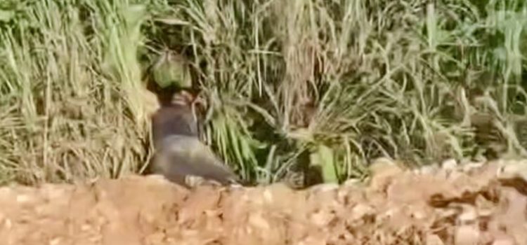 Vídeo mostra homem encontrado morto com cabeça ‘estourada’ a tiros em matagal em MT