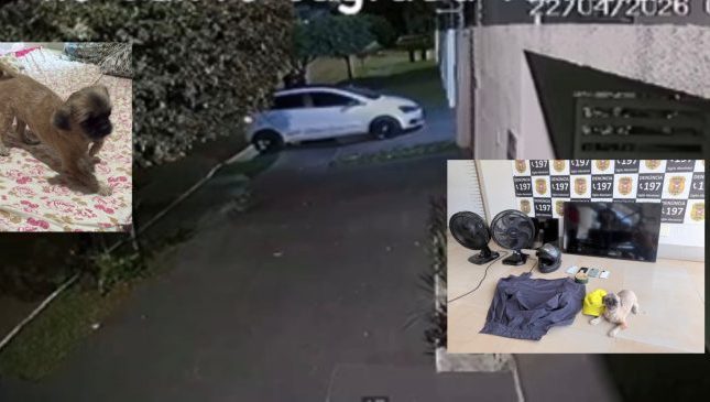 Bandido impiedoso invade casa, furta carro, TVs e até o cão da família em Rondonópolis; assista