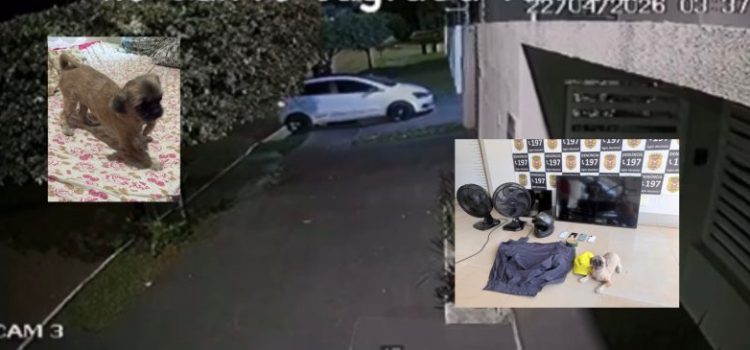 Bandido impiedoso invade casa, furta carro, TVs e até o cão da família em Rondonópolis; assista