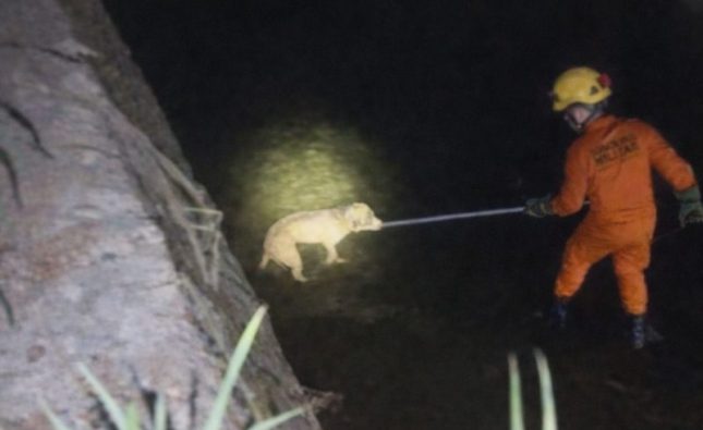 Cão cego cai em córrego, é resgatado e volta para casa guiado pelo faro em Rondonópolis; vídeo