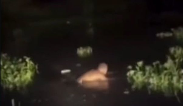 Homem é obrigado pelo CV a tomar banho em valão com a presença de jacarés; assista