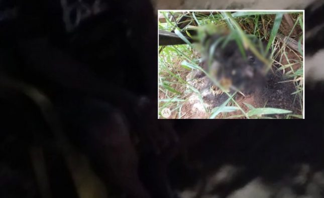 Homem mata gato a pauladas e vídeo expõe confissão em Rondonópolis; assista