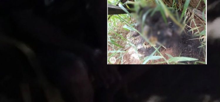 Homem mata gato a pauladas e vídeo expõe confissão em Rondonópolis; assista