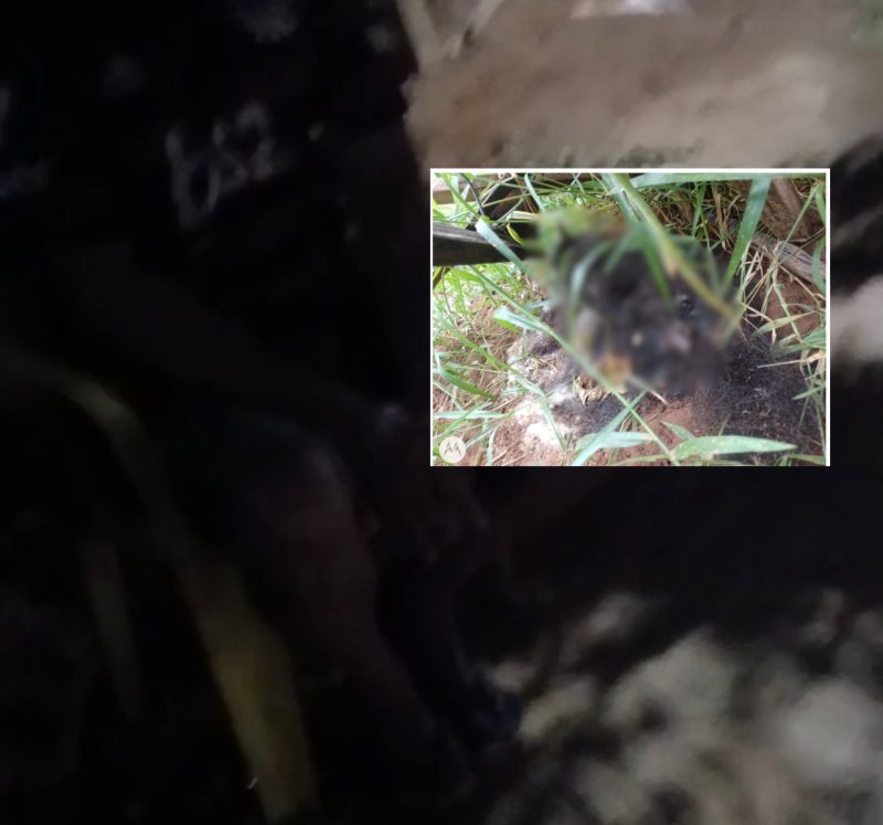 Homem mata gato a pauladas e vídeo expõe confissão em Rondonópolis; assista