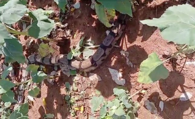 Jiboia ‘gigante’ aparece em plantação de girassóis e assusta visitantes em Rondonópolis; vídeo