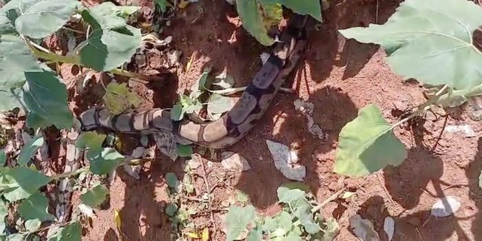 Jiboia ‘gigante’ aparece em plantação de girassóis e assusta visitantes em Rondonópolis; vídeo