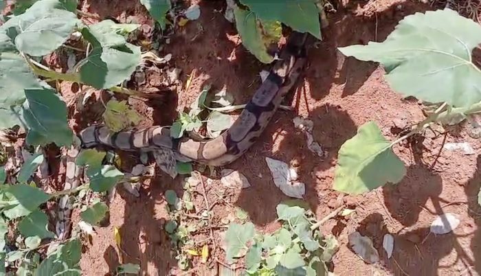 Jiboia ‘gigante’ aparece em plantação de girassóis e assusta visitantes em Rondonópolis; vídeo