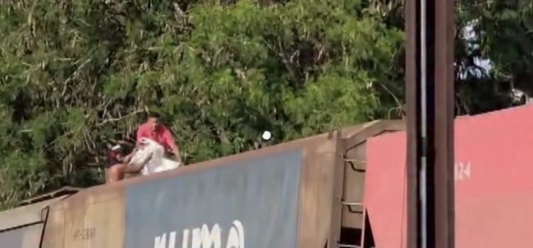 Piratas dos trilhos: vídeo mostra bandidos furtando soja de trem da Rumo em movimento