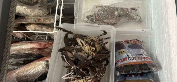 Procon flagra frutos do mar sem validade e produtos “misteriosos” em comércio no Centro de Rondonópolis