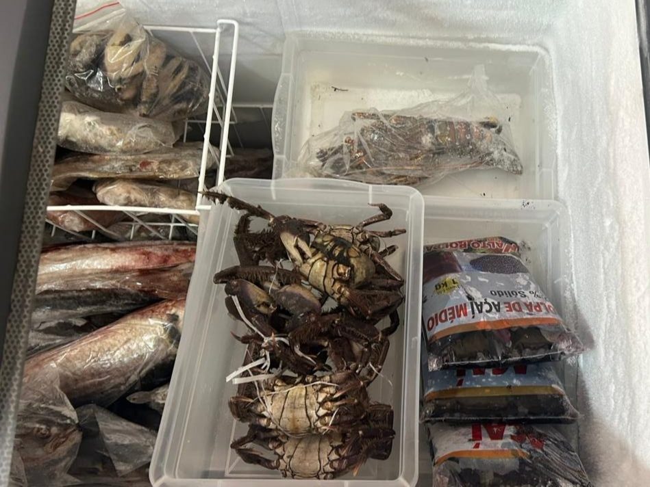 Procon flagra frutos do mar sem validade e produtos “misteriosos” em comércio no Centro de Rondonópolis
