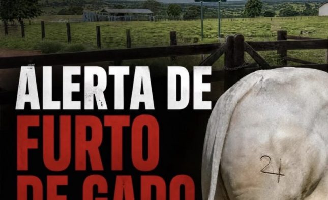Criminosos invadem propriedade rural e furtam 33 garrotes avaliados em mais de R$ 130 mil em Rondonópolis