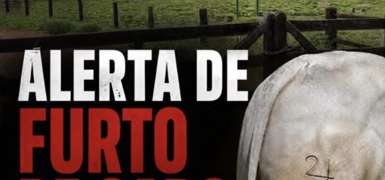 Criminosos invadem propriedade rural e furtam 33 garrotes avaliados em mais de R$ 130 mil em Rondonópolis