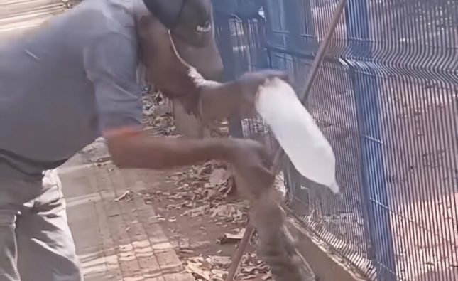 Trabalhador terceirizado tem dedo decepado ao tentar dar água para Teiú em em Rondonópolis