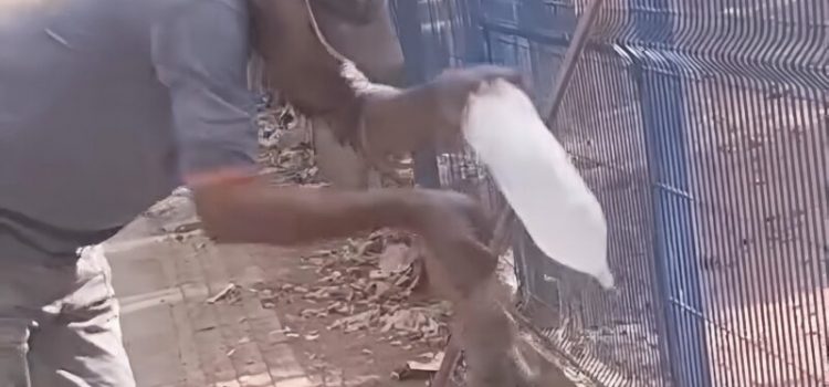 Trabalhador terceirizado tem dedo decepado ao tentar dar água para Teiú em em Rondonópolis