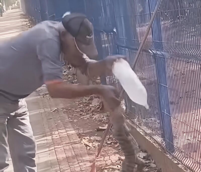 Trabalhador terceirizado tem dedo decepado ao tentar dar água para Teiú em em Rondonópolis
