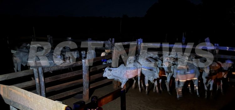 DERF recupera 33 cabeças de gado furtadas em Rondonópolis; dono de sítio e suposto comprador fogem