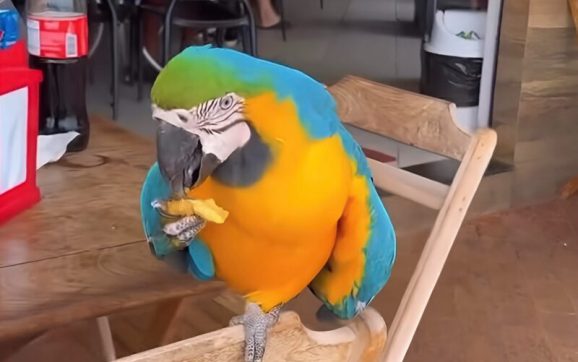 Conheça a arara que frequenta padaria para comer e interagir com clientes em Rondonópolis; vídeo