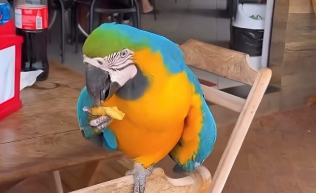Conheça a arara que frequenta padaria para comer e interagir com clientes em Rondonópolis; vídeo