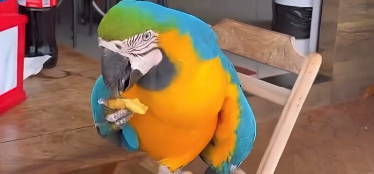Conheça a arara que frequenta padaria para comer e interagir com clientes em Rondonópolis; vídeo