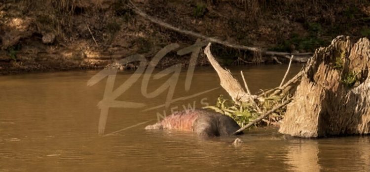 Corpo é encontrado boiando no Rio Vermelho em Rondonópolis; vídeo