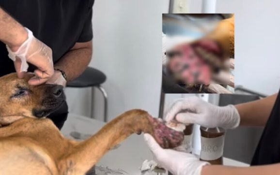 Cão é resgatado com pata esmagada em possível caso de maus-tratos em Rondonópolis; vídeo fortíssimo