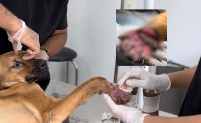 Cão é resgatado com pata esmagada em possível caso de maus-tratos em Rondonópolis; vídeo fortíssimo