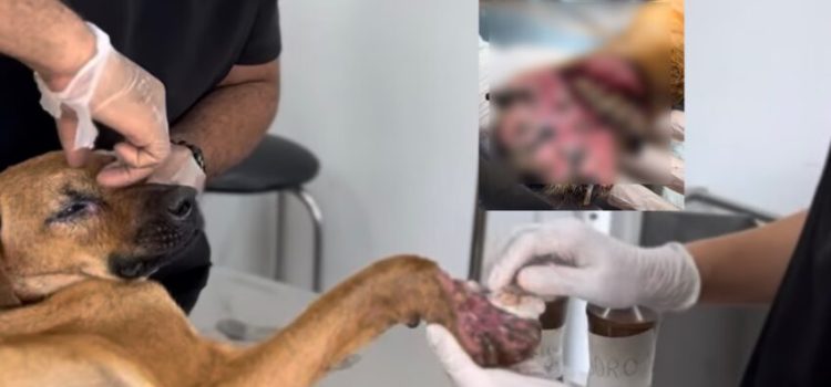 Cão é resgatado com pata esmagada em possível caso de maus-tratos em Rondonópolis; vídeo fortíssimo