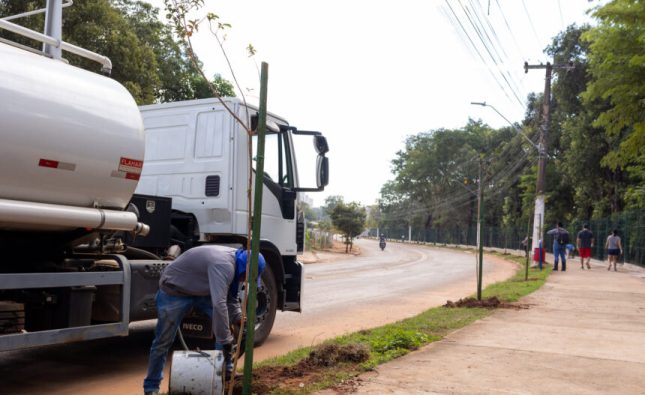 Participação da população é fundamental para que árvores plantadas se desenvolvam