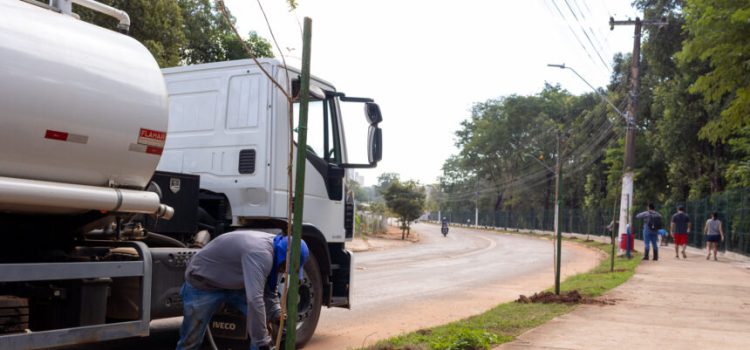 Participação da população é fundamental para que árvores plantadas se desenvolvam