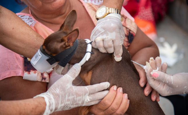 Prefeitura intensifica vacinação antirrábica em Rondonópolis buscando ampliar proteção de cães e gatos