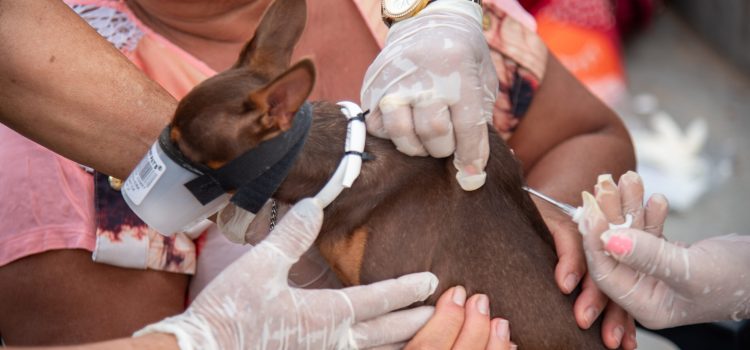 Prefeitura intensifica vacinação antirrábica em Rondonópolis buscando ampliar proteção de cães e gatos