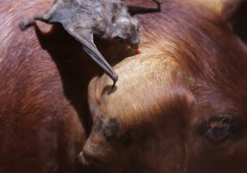Raiva animal é confirmada e 139 propriedades entram em área de controle em Rondonópolis