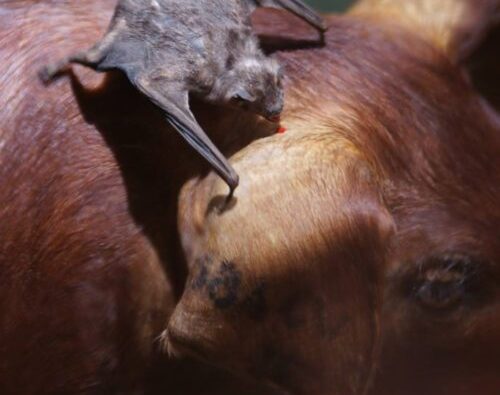 Raiva animal é confirmada e 139 propriedades entram em área de controle em Rondonópolis
