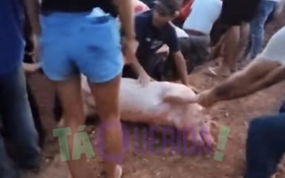 Viraliza vídeo com cenas lamentáveis de população saqueando carreta com porcos vivos em MT