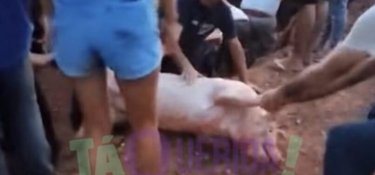 Viraliza vídeo com cenas lamentáveis de população saqueando carreta com porcos vivos em MT