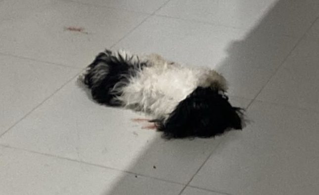 Pitbull rompe portão, invade casa e mata cachorro em Rondonópolis