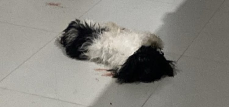 Pitbull rompe portão, invade casa e mata cachorro em Rondonópolis